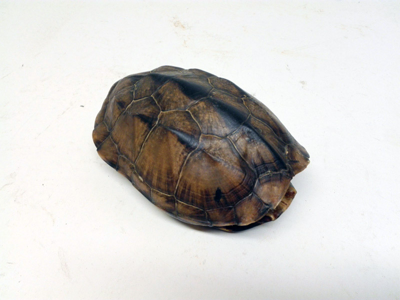 caparazon tortuga animal 7x16x11.7 1u